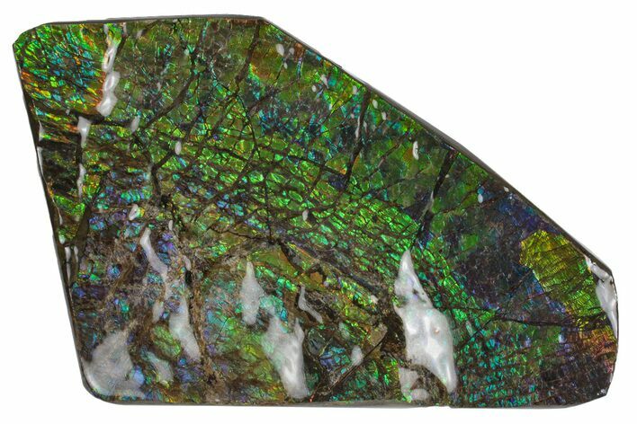 Amazing Green, Blue & Purple Ammolite (Fossil Ammonite Shell) #236409